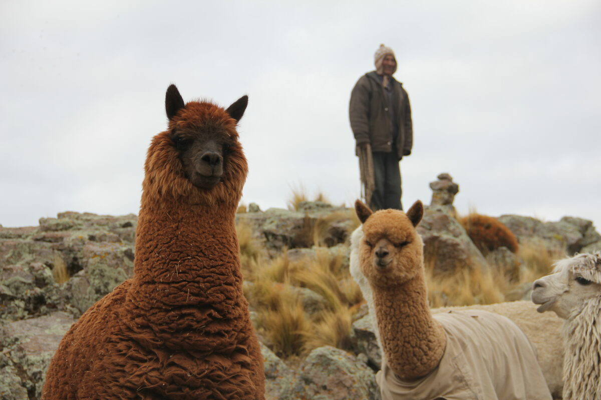 Forecasts trigger rapid deployment of resources that help alpaca herders protect their animals from extreme cold and snowstorms.
