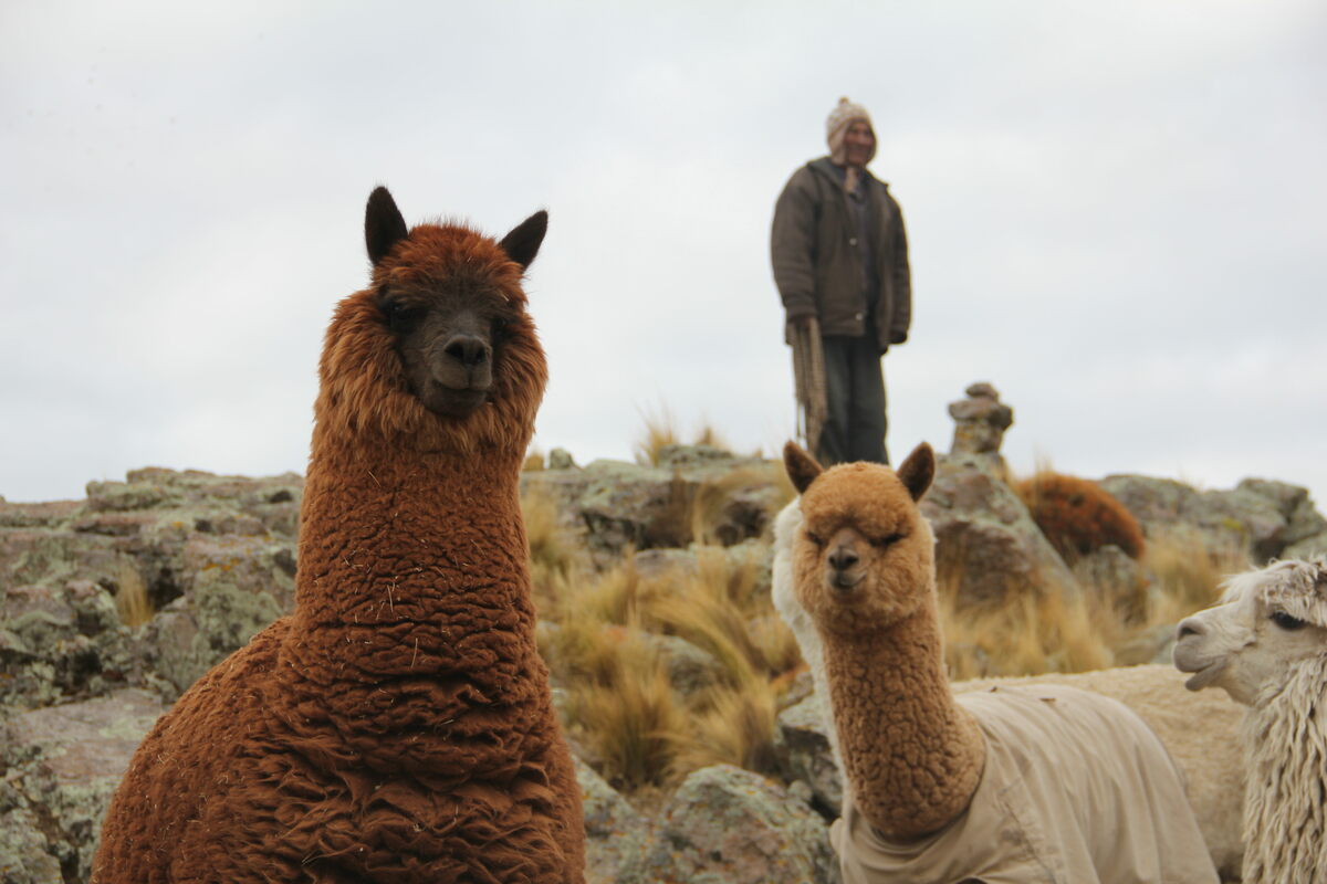 En los Andes de Perú, los pronósticos contribuyen a captar recursos, lo que permite a los pequeños criadores de alpacas proteger sus animales del frío extremo y las nevazones.